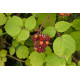 Japaninvadelma (Rubus phoenicolasius)