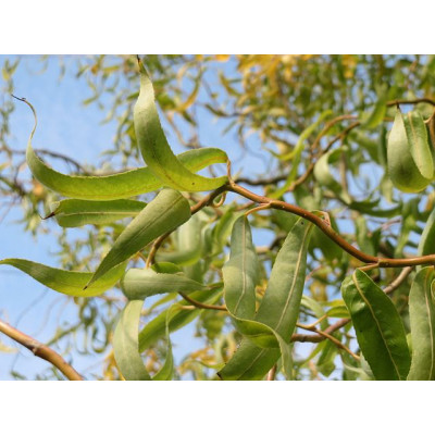 Peikonpaju (Salix babylonica ’Tortuosa’).
