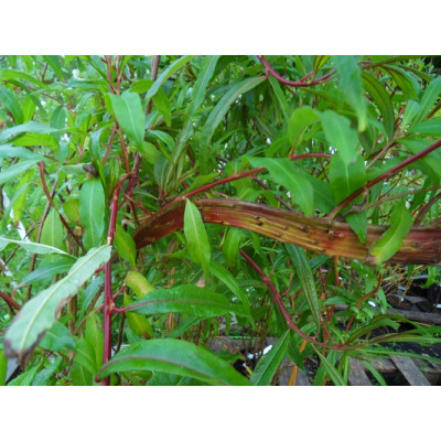 Lohikäärmeenpaju (Salix udensis 'Sekka')