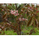 Kirsikkaluumu 'Spidola' (Prunus cerasifera 'Spidola')