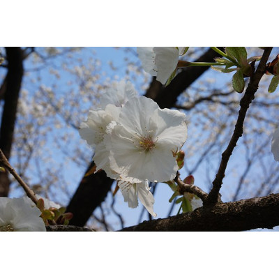 Japaninkirsikka ’Tai Haku’ (Prunus serrulata ’Tai Haku’)