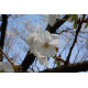 Japaninkirsikka ’Tai Haku’ (Prunus serrulata ’Tai Haku’)