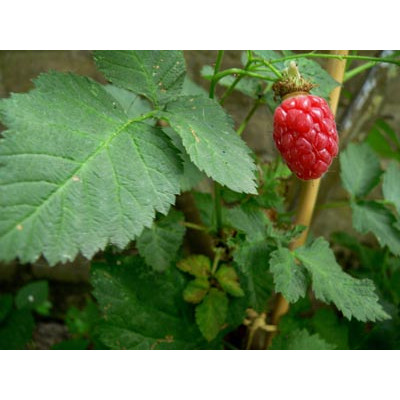 Teivadelma 'Buckingham' (Rubus Tayberry)