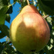 Päärynäpuu 'Vasarine Sviestine' (Pyrus communis)