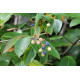 Viitaheisi (Viburnum cassinoides)