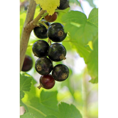Mustaherukka 'Titania' (Ribes nigrum 'Titania')   