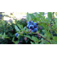 Pensasmustikka 'Chandler' (Vaccinium corymbosum 'Chandler')
