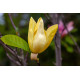 Magnolia ‘Golden Sun’ (Magnolia acuminata x Magnolia denudata)