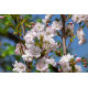 Japaninkirsikka ’Amanogawa’ (Prunus serrulata 'Amanogawa')