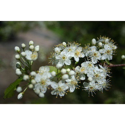 Pilvikirsikka (Prunus pensylvanica)