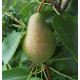 Päärynäpuu 'Siska' (Tshizhovskaja) (Pyrus Communis)
