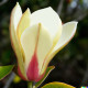 Magnolia 'Lv Xing' (Magnolia cylindrica 'Lv Xing')