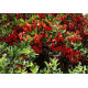 Välimerentulimarja ’Teton’ (Pyracantha coccinea ’Teton’)