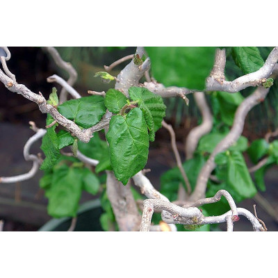 Euroopanpähkinäpensas ’Twister’ (Corylus avellana ’Twister’)