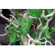 Euroopanpähkinäpensas ’Twister’ (Corylus avellana ’Twister’)