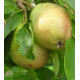 Päärynäpuu 'Williams' (Pyrus communis)