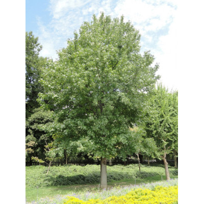 Lännenambrapuu (Liquidambar styraciflua)