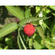Mansikkavadelma (Rubus illecebrosus) 