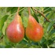 Päärynäpuu 'Moskovskaja' (Pyrus communis)