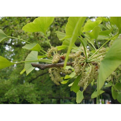 Neidonhiuspuu (Ginkgo biloba)