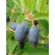 Marjasinikuusama ’Nimfa’ (Lonicera caerulea var. Kamtschatica ’Nimfa’)