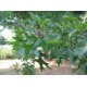 Otatammi  (Quercus palustris)
