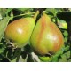 Päärynäpuu 'Pepi' (Pyrus communis)