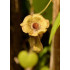 Lännenpiippuköynnös (Aristolochia macrophylla)