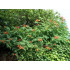 Pikkutrumpettiköynnös (Campsis radicans)