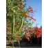 Pikkutrumpettiköynnös (Campsis radicans)