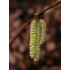Euroopanpähkinäpensas (Corylus avellana)