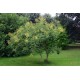 Rakkopuu (Koelreuteria paniculata)
