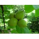 Japaninjalopähkinä (Juglans ailanthifolia)