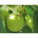 Päärynäpuu 'Tem-bo-li' (Pyrus pyrifolia)
