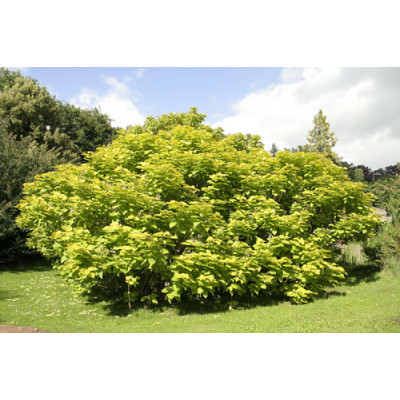 Loistotrumpettipuu (Catalpa speciosa 'Pulverulenta')
