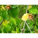 Turkinpähkinäpensas (Corylus colurna)