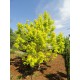 Saarnivaahtera 'Kellys`s Gold' (Acer negundo)