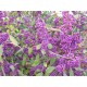 Helmimarja (Callicarpa bodinieri)