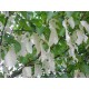 Nenäliinapuu (Davidia involucrata)