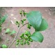 Ryytilaakeri (Lindera benzoin)