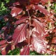 Punapyökki (Fagus sylvatica 'atropunicea')