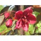 Purppuraomenapuu 'Royalty' (Malus 'Royalty')