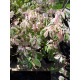 Saarnivaahtera ’Flamingo’ (Acer negundo ’Flamingo’)