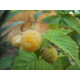 Lakkavadelma 'Golden Queen' (Rubus idaeus 'Golden Queen')