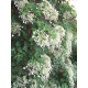 Köynnöshortensia (Hydrangea anomala subsp.  petiolaris)