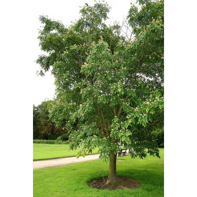 Maakkia (Maackia amurensis)
