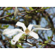 Japaninmagnolia (Magnolia kobus)