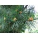 Makedonianmänty (Pinus peuce)