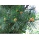 Makedonianmänty (Pinus peuce)