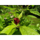 Kalukkipensas (Calycanthus floridus)